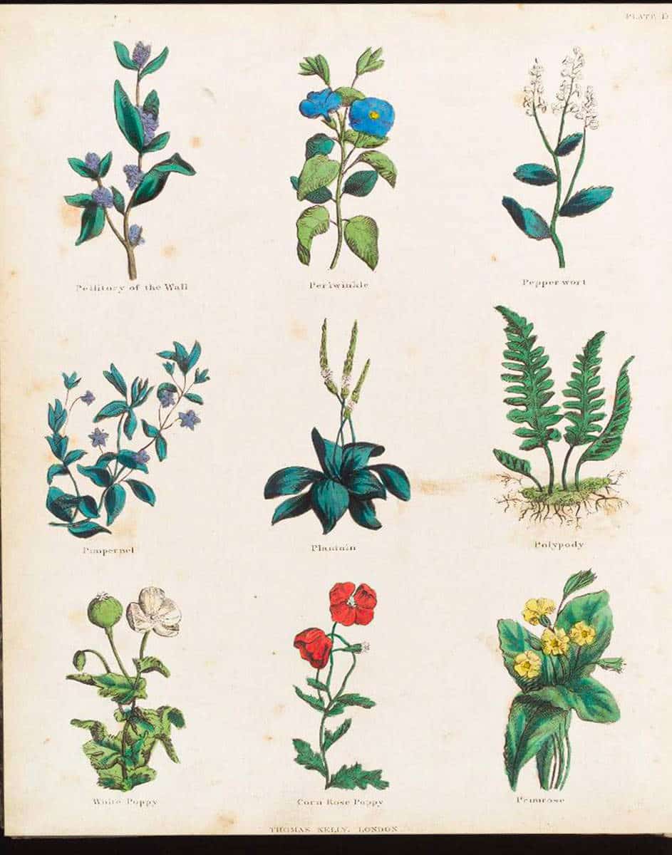 medieval period medical herbs