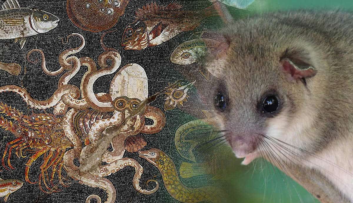 dormouse mosaic marine life pompeii