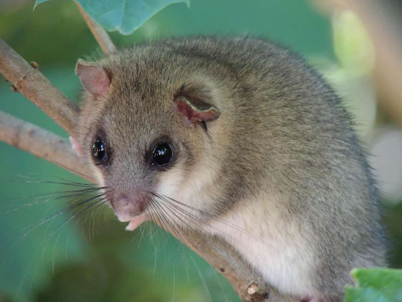 edible dormouse glis roman food