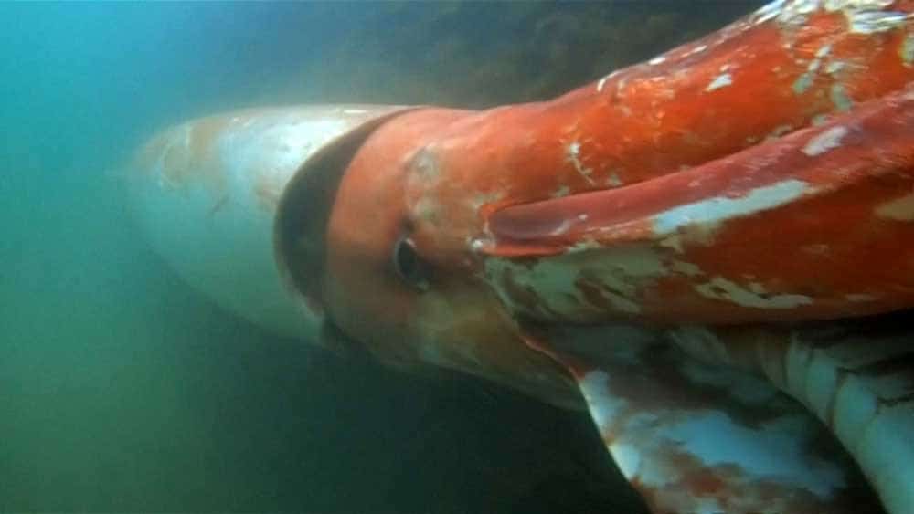 giant squid japan