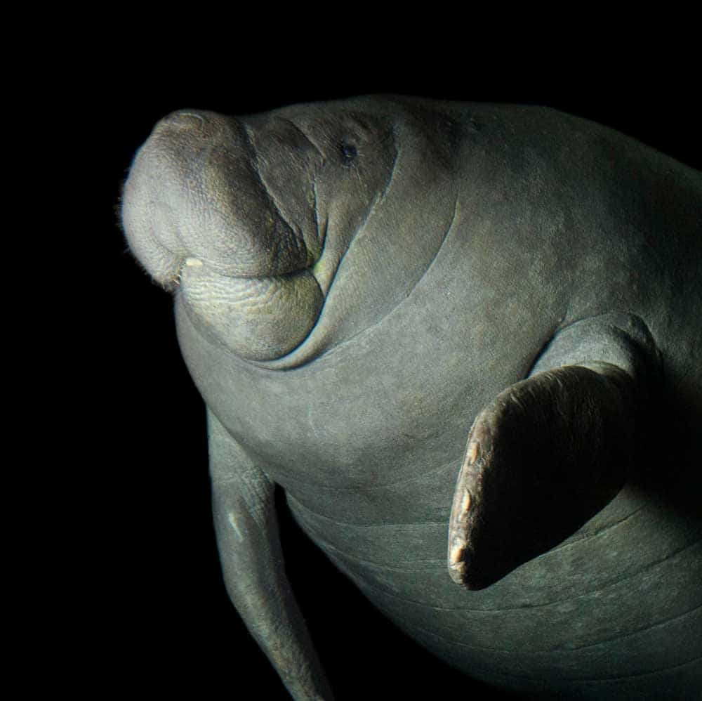 manatee