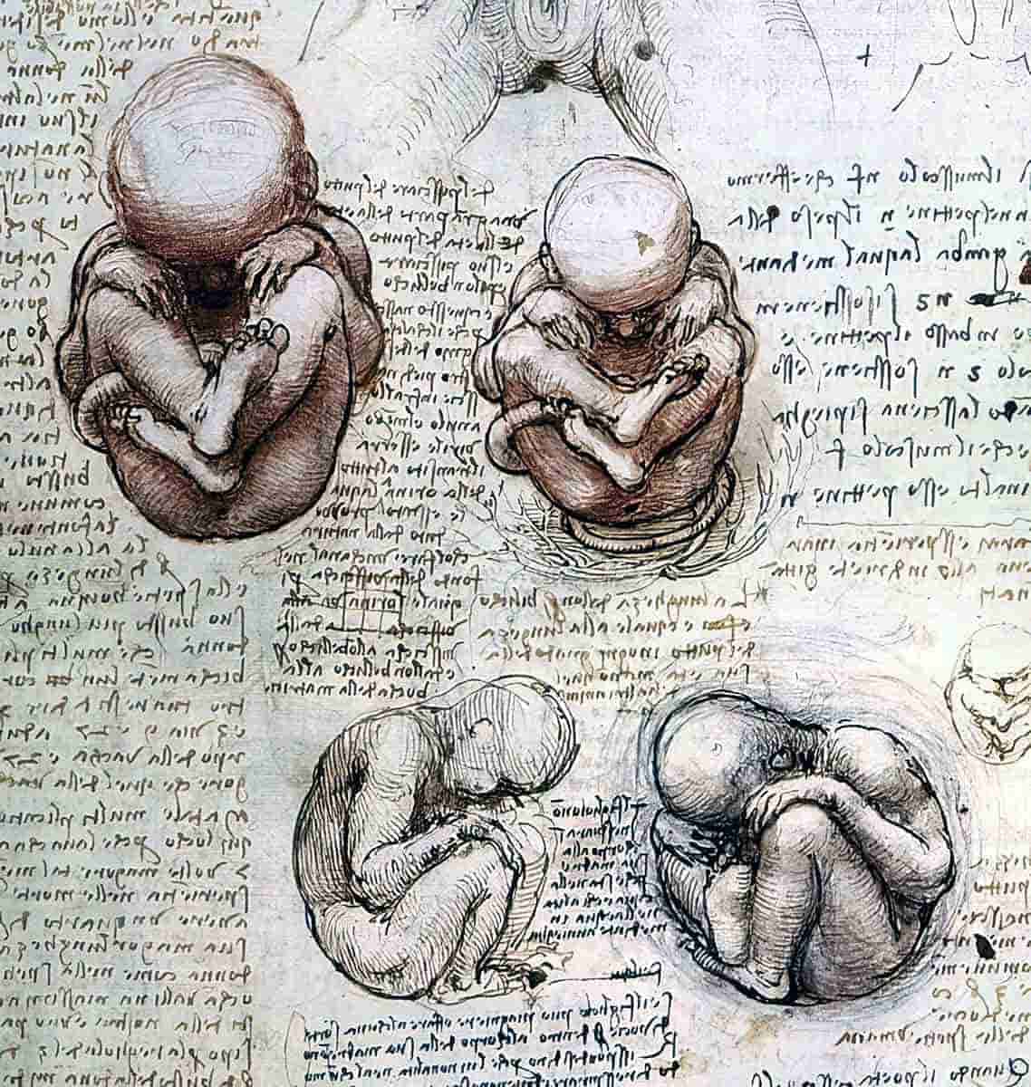 fetus womb da vinci