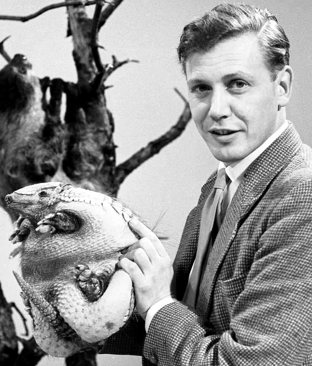 A young David Attenborough with an Armadillo after a ‘Zoo Quest’ to Paraguay (1958), via BBC.co.uk 