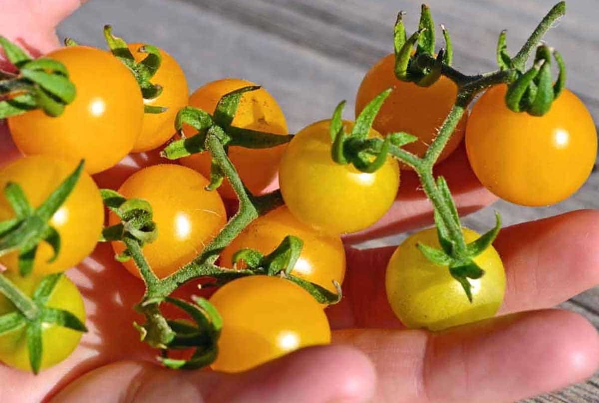 wild galapagos tomatoes