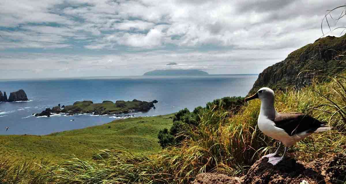 atlantic yellow nosed albatross