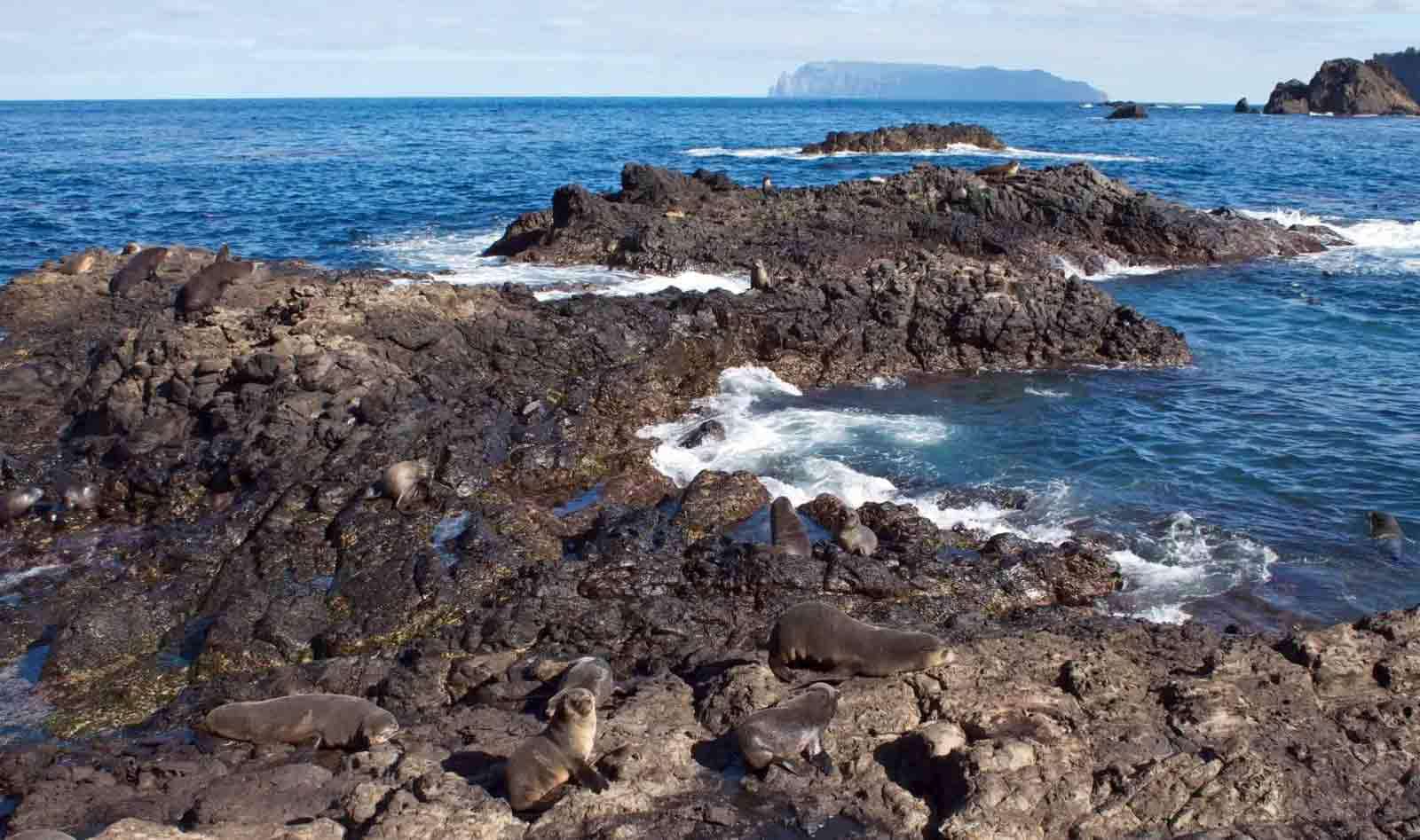 furseal colony nightingale island