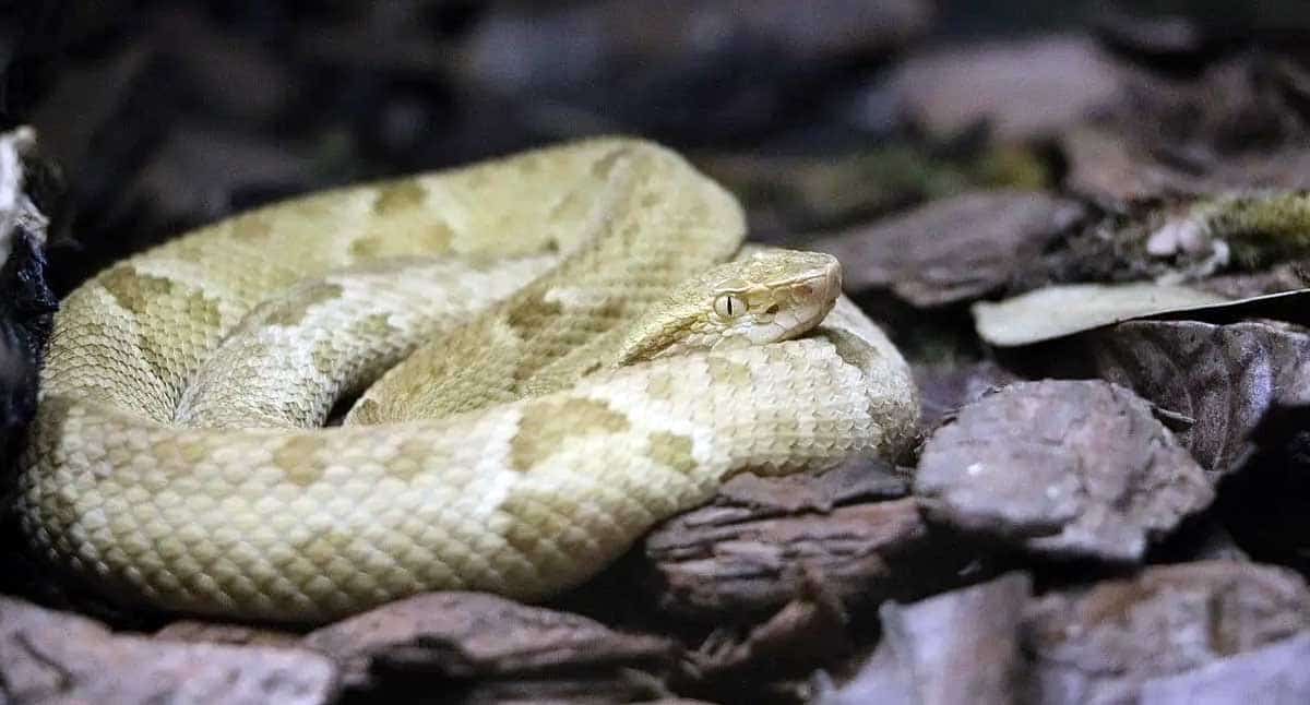 golden lancehead pit viper