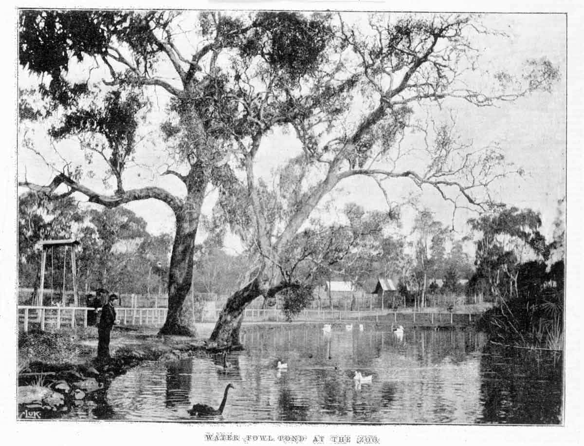 scarred aboriginal tree melbourne