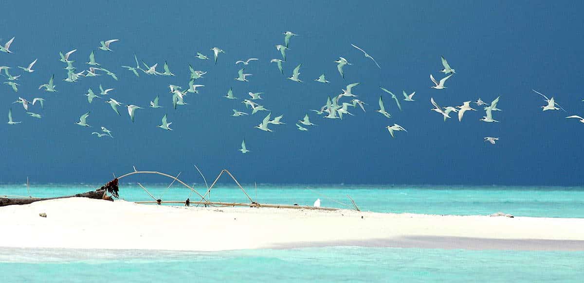 Tubbataha Reefs beach philippines