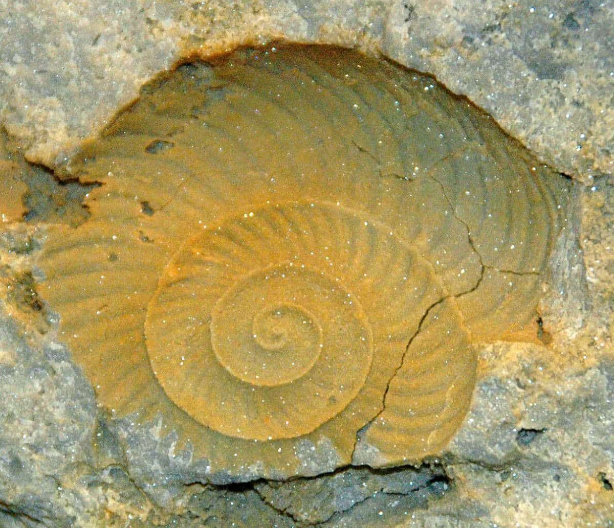 prehistoric fossil dolomites italy